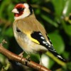 Goldfinch