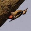 Woodpecker