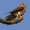 Kestrel