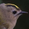 Goldcrest