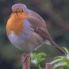 Robin