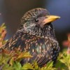 Starling