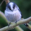 Long-tailed Tit