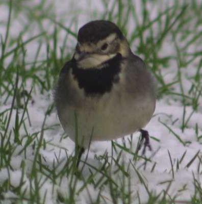 Wagtail