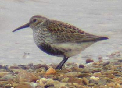 Dunlin