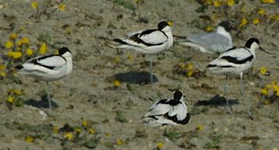 Avocet