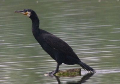 Cormorant