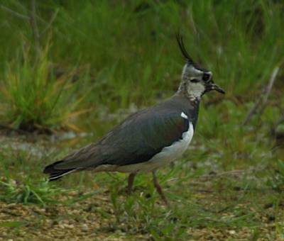 Lapwing