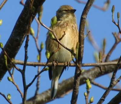 Linnet