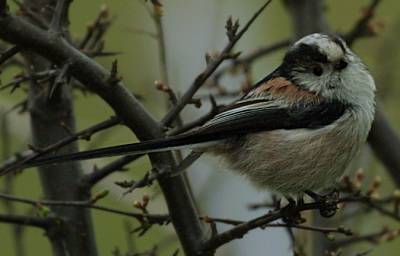 Long-tailed Tit