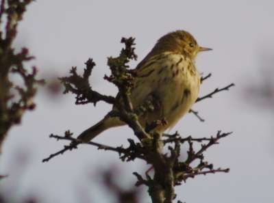 Meadow Pipit