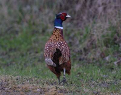 Pheasant