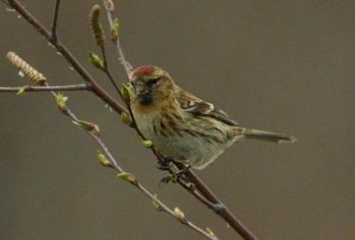 Lesser Redpoll