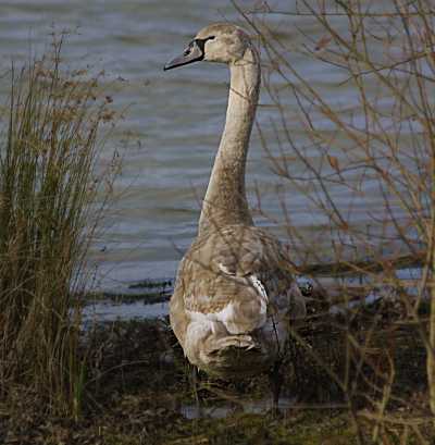 Mute Swan