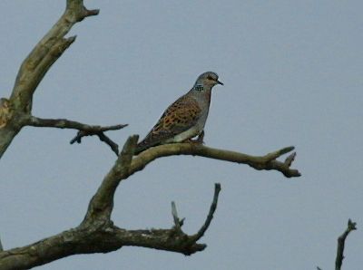 Turtle Dove