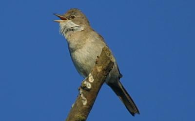 Whitethroat