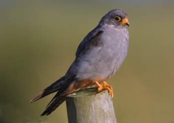 Red-footed Falcon