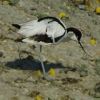 Avocet