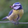 Blue Tit