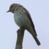 flycatcher