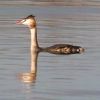 Great-crested Grebe