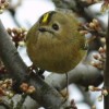 Goldcrest