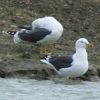 Lesser Black-backed Gull