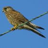 Kestrel