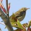 Meadow Pipit