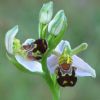 Bee Orchid