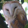 Barn Owl