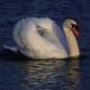 Mute Swan