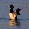 Tufted Duck