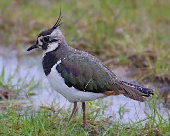 Lapwing at Grummit's Scrape