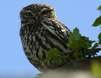 Little Owl