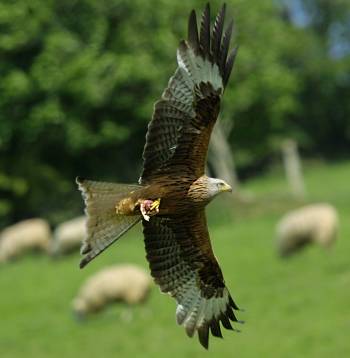 Red Kite