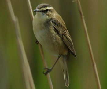 Sedge Warbler