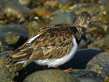 Turnstone